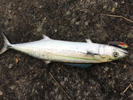 太刀魚フィーバー収まる